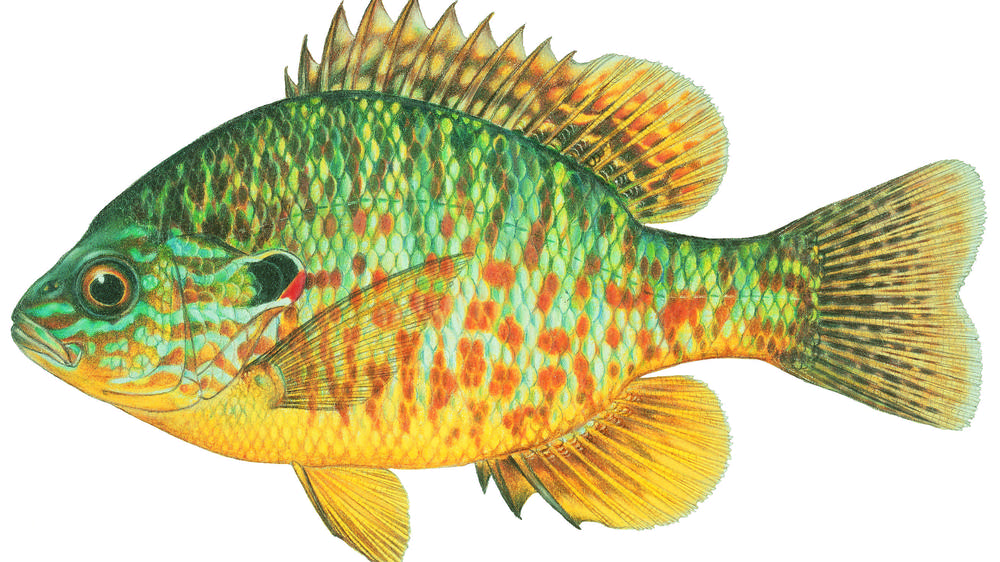 обычная солнечная рыба