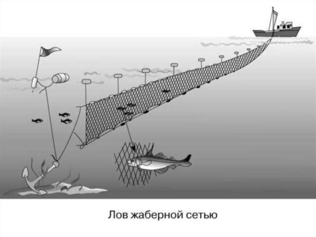 Рыболовные сети: виды, преимущества и правила установки