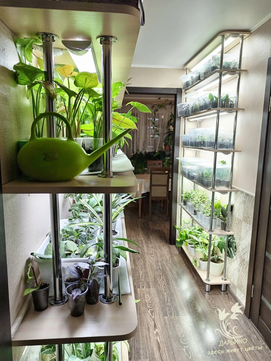 Растения на стеллажах