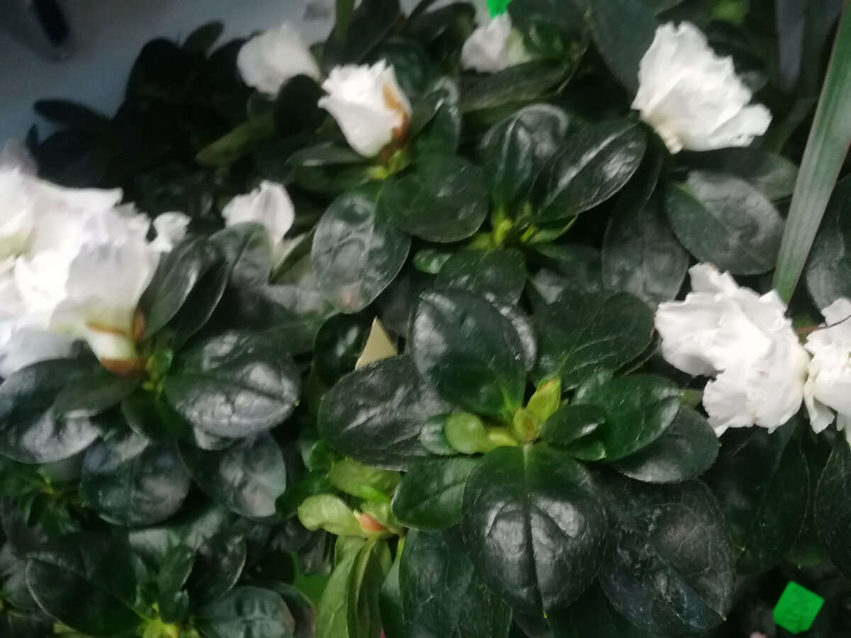 Занося растения из сада в дом, не забывайте обрабатывать их от вредителей