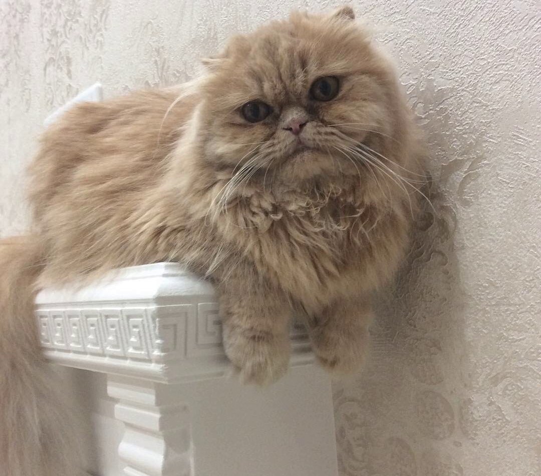 Моя шотландская вислоухая кошка Люся породы порода хайленд фолд