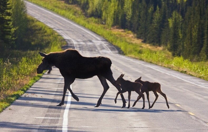 Дорогу перебегают животные, а если - нет и вместо них вы видите более чудаковатые объекты, субъекты? Увы, тогда, вы столкнулись с видениями.