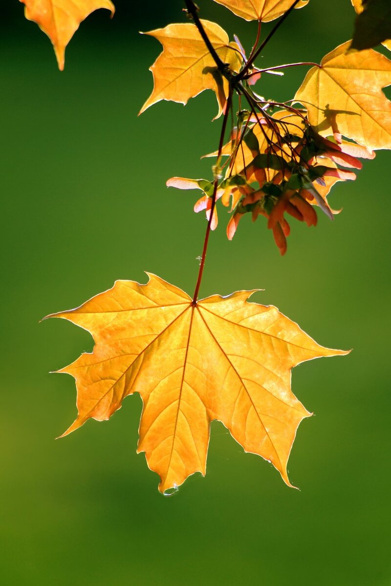 Просто жёлтый лист. Фото из интернета.