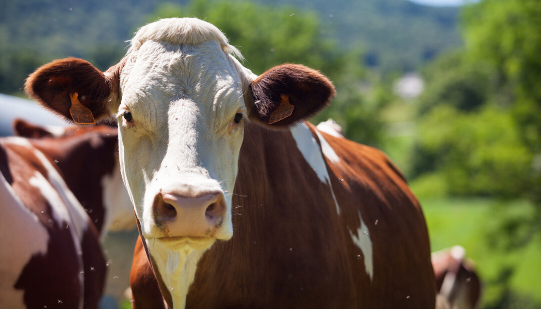 Коллаген животного происхождения