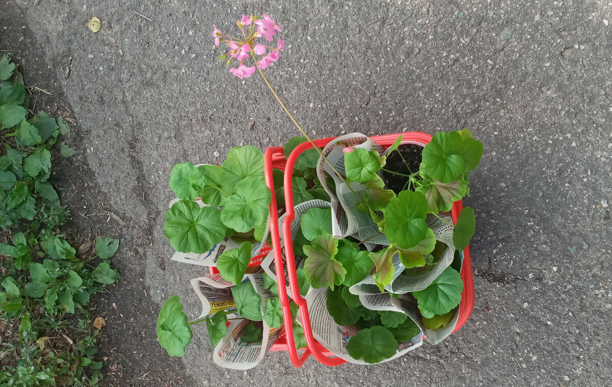 Вторая партия. Фото автора