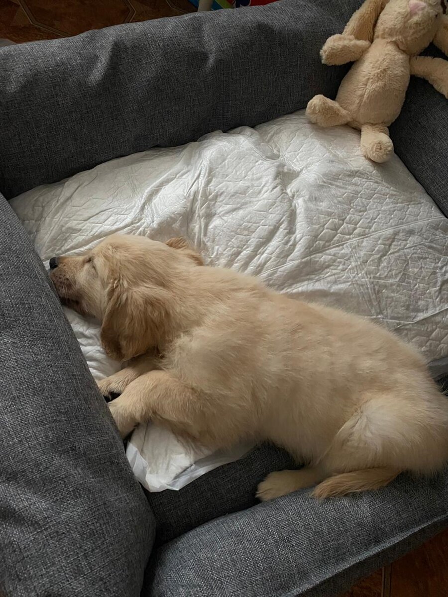 Маленький Энцо на своей лежаночке в новом доме