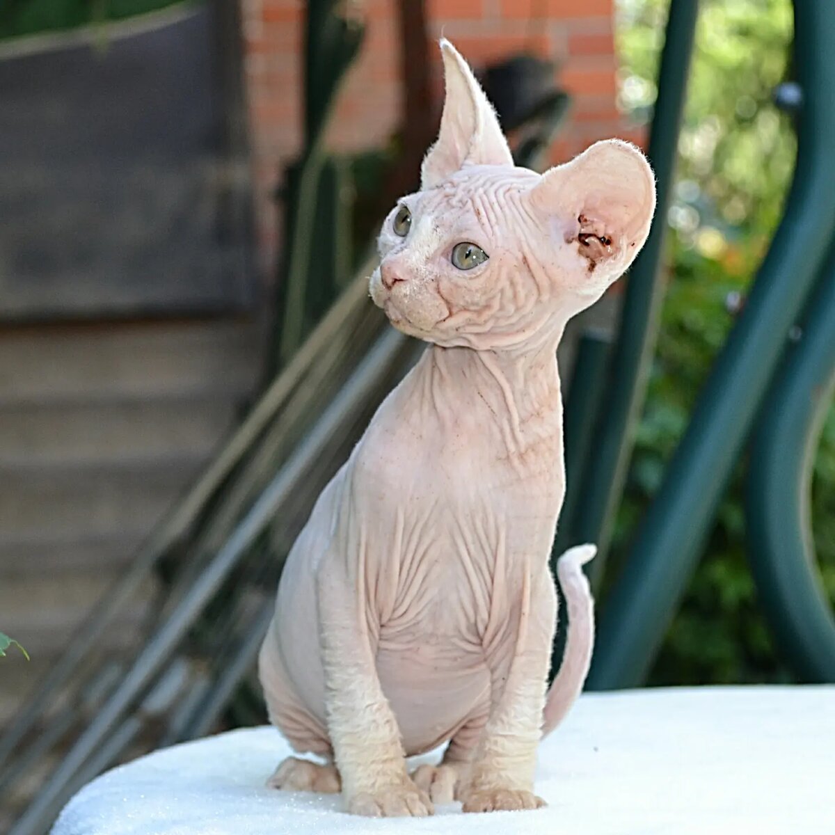 Девочка канадского сфинкса белая с зелеными глазами, сейчас ей 2,5 месяца. Привита. Профиль очень неплохой. Chalikson Princessa