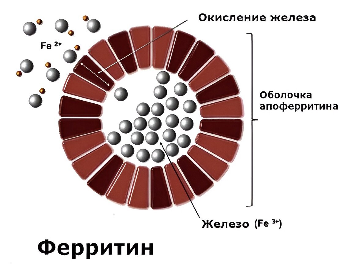 Повышение ферритина. Ферритин. Ферритин строение молекулы. Ферритин структура. Железо ферритин.