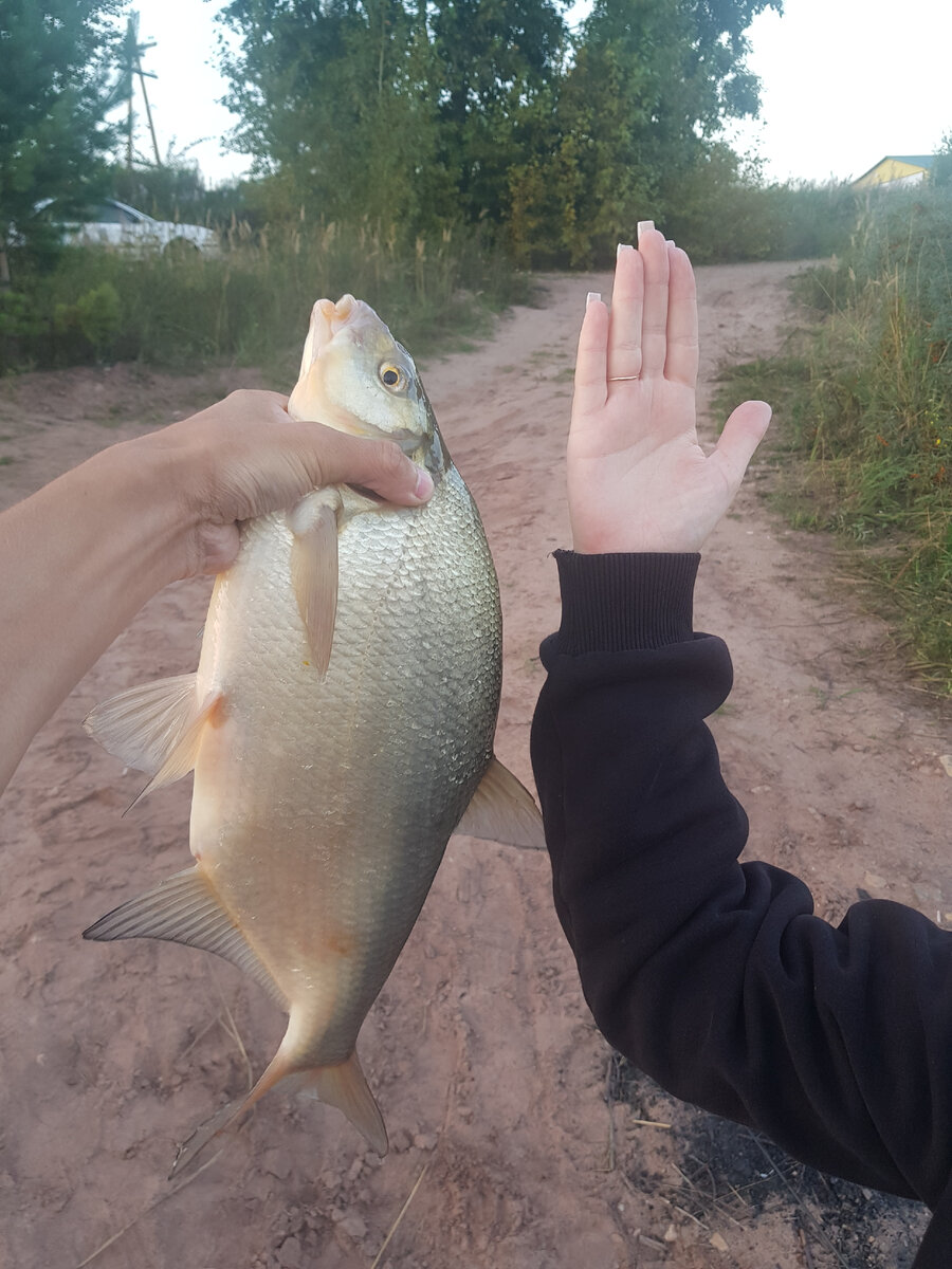 Трофейный лещ