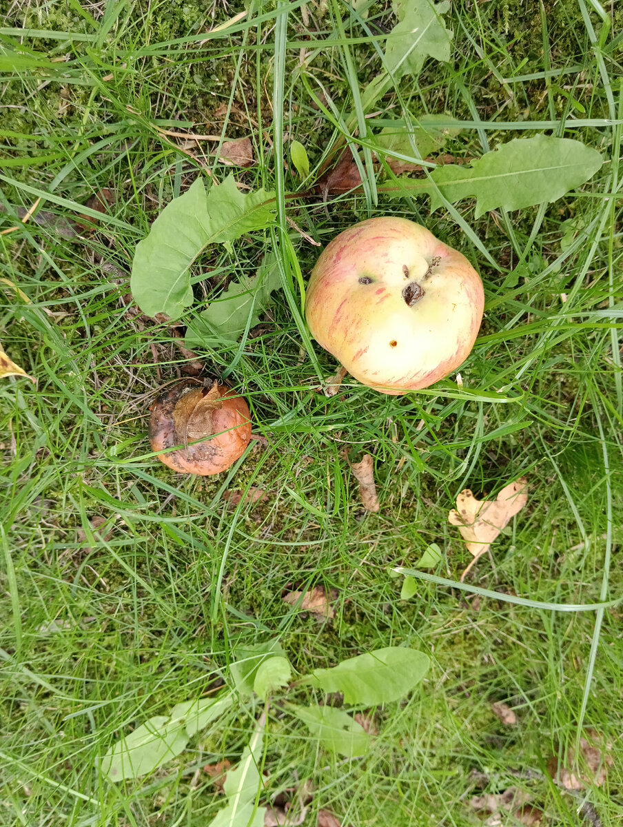 Яблоки пришкольного сада. 