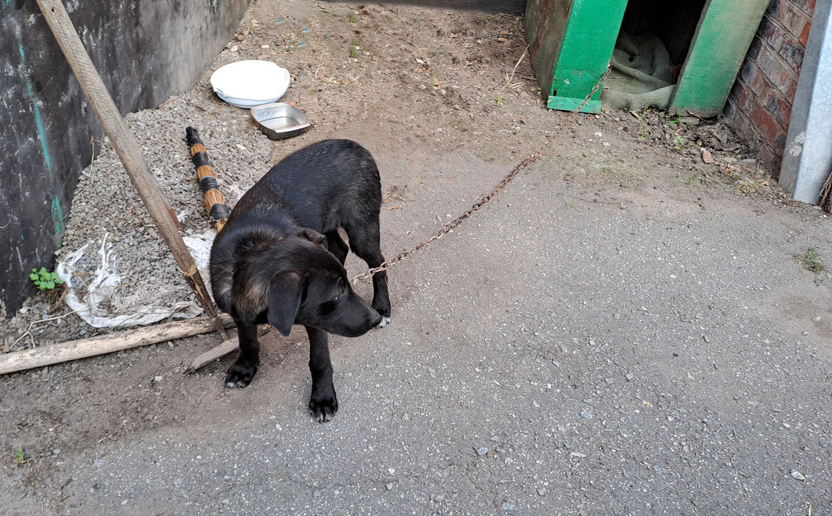 Щенулю укачало в машине, она поэтому невеселая.