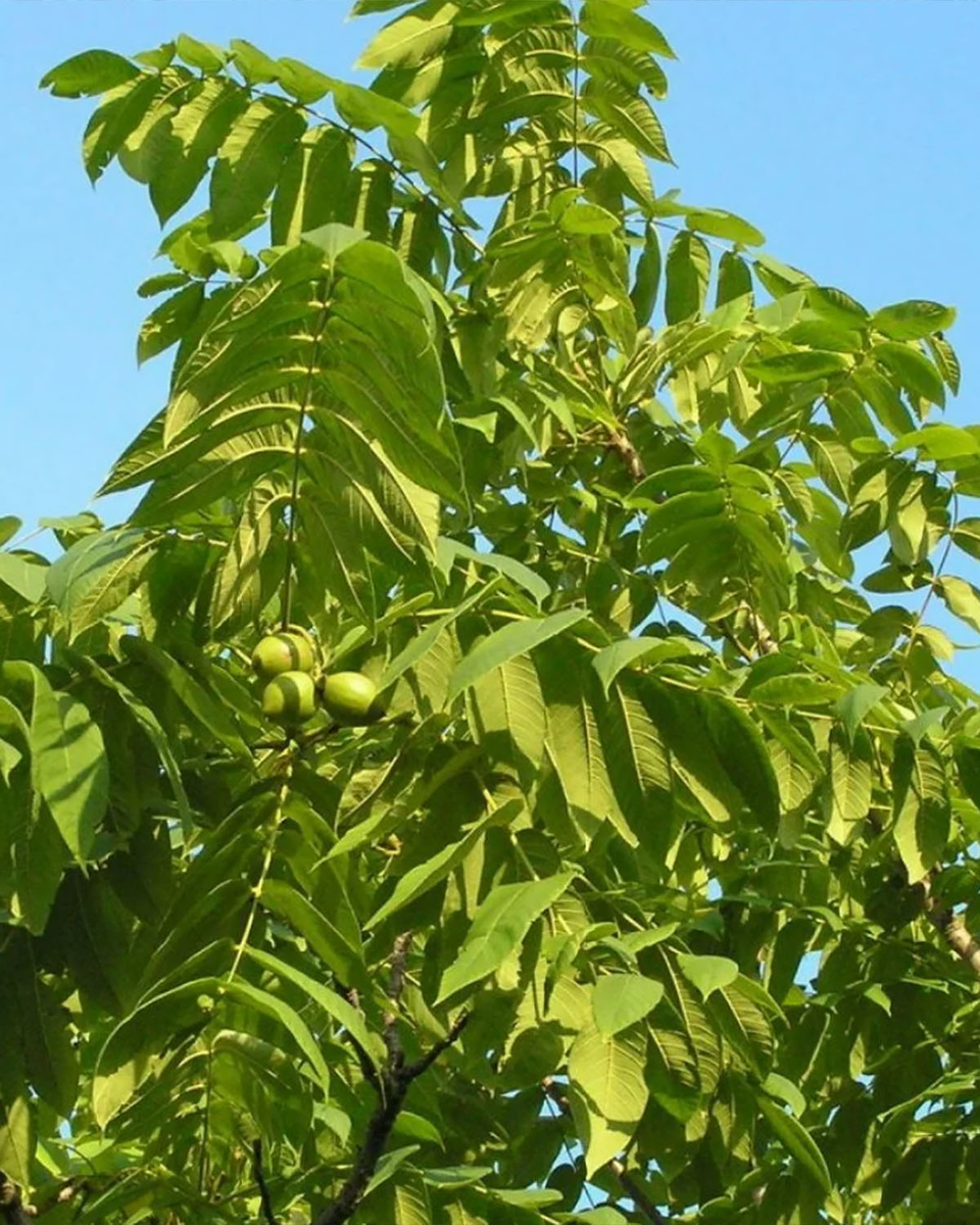 Маньчжурский орех фото. Орех маньчжурский (Juglans mandshurica). Орех маньчжурский (Juglans nigra l.). Маньчжурский (думбейский) орех. Маньчжурский орех и ясень.