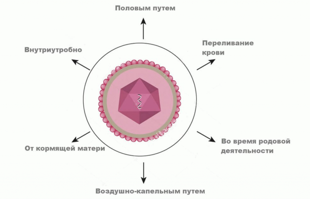 Цитомегаловирус тип. Цитомегаловирусная инфекция строение вируса. Патогенез цитомегаловирусной инфекции. Строение цитомегаловируса микробиология.