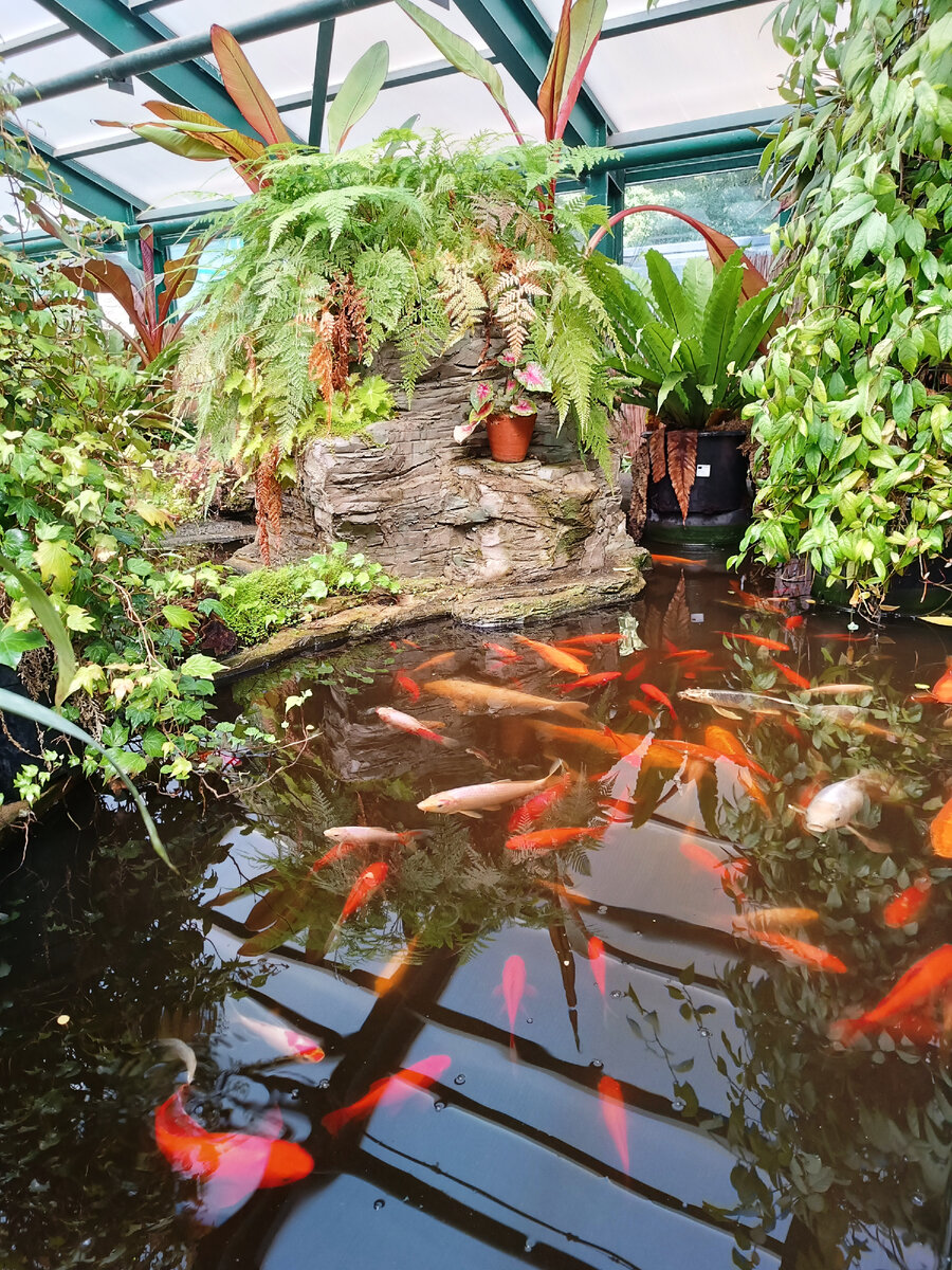 Рыбы в Субтропической оранжерее
