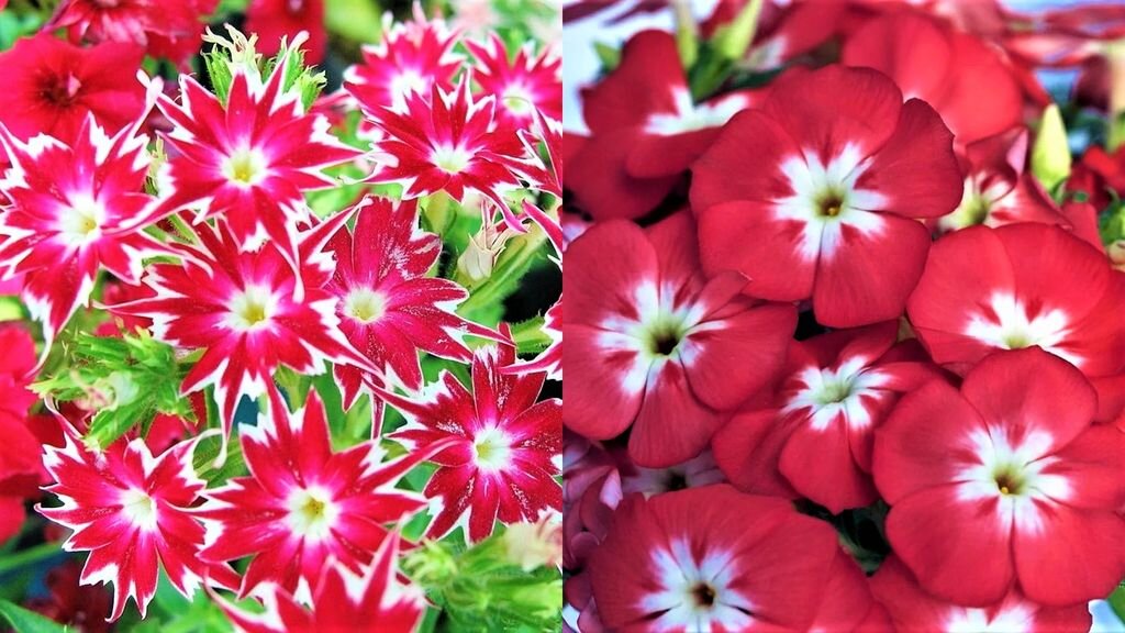 Флокс Друммонда звездчатый и крупноцветковый.