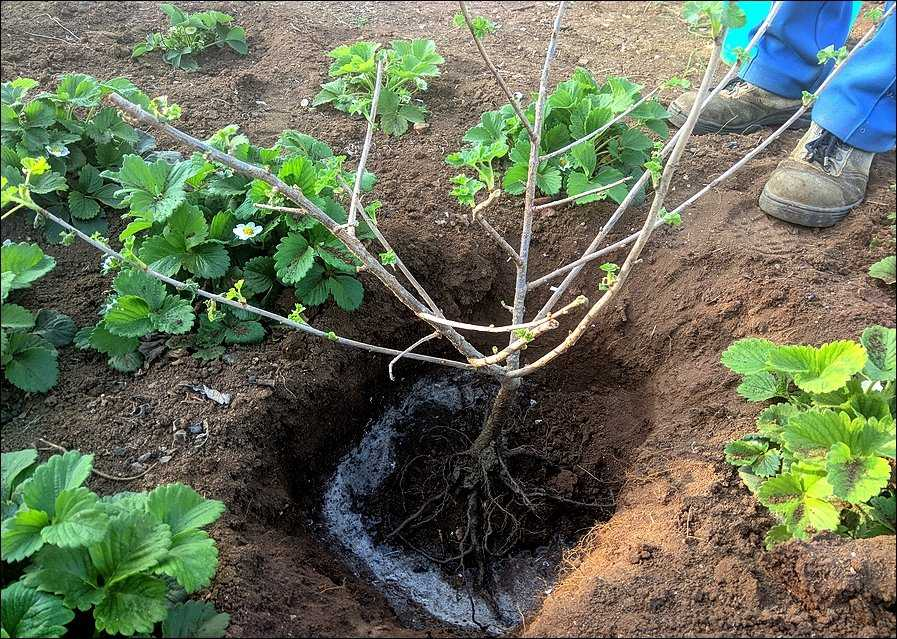 Посадка смородины кустом. Саженец йошта с2l. Йошта посадка осенью яма. Саженцы крыжовника осенью. Посадка йошты.