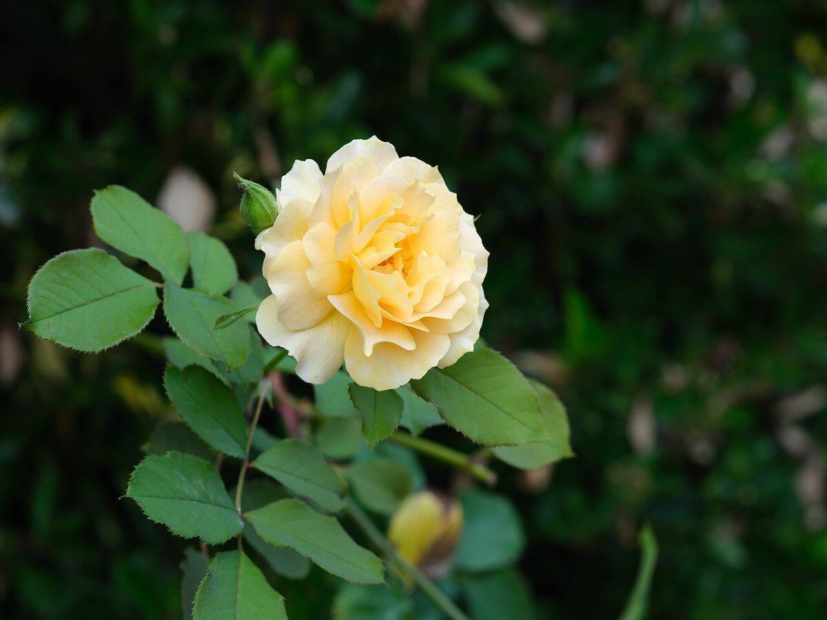    110 mm, 1/80 sec, f/8, ISO 200, -0.33 EV, объектив Fujifilm GF 110mm F2 R LM WR. Источник: dpreview.com