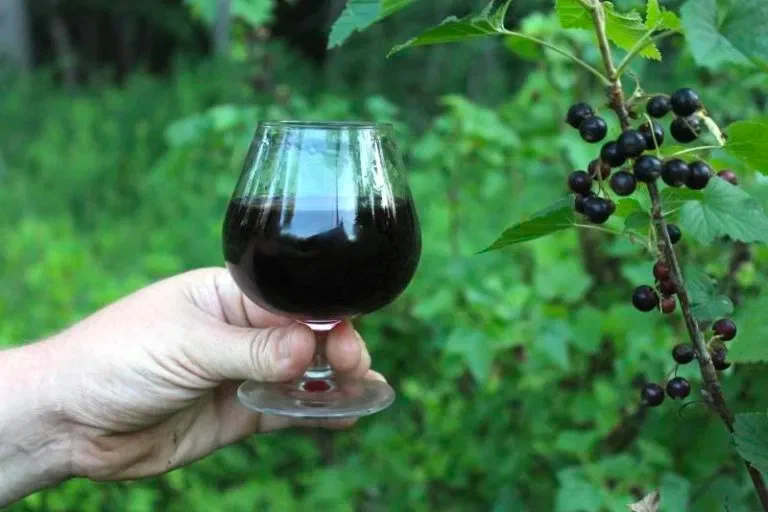 Источник: Alkolife.ru, https://alkolife.ru/vina/iz-krasnoj-i-chernoj-smorodiny.html