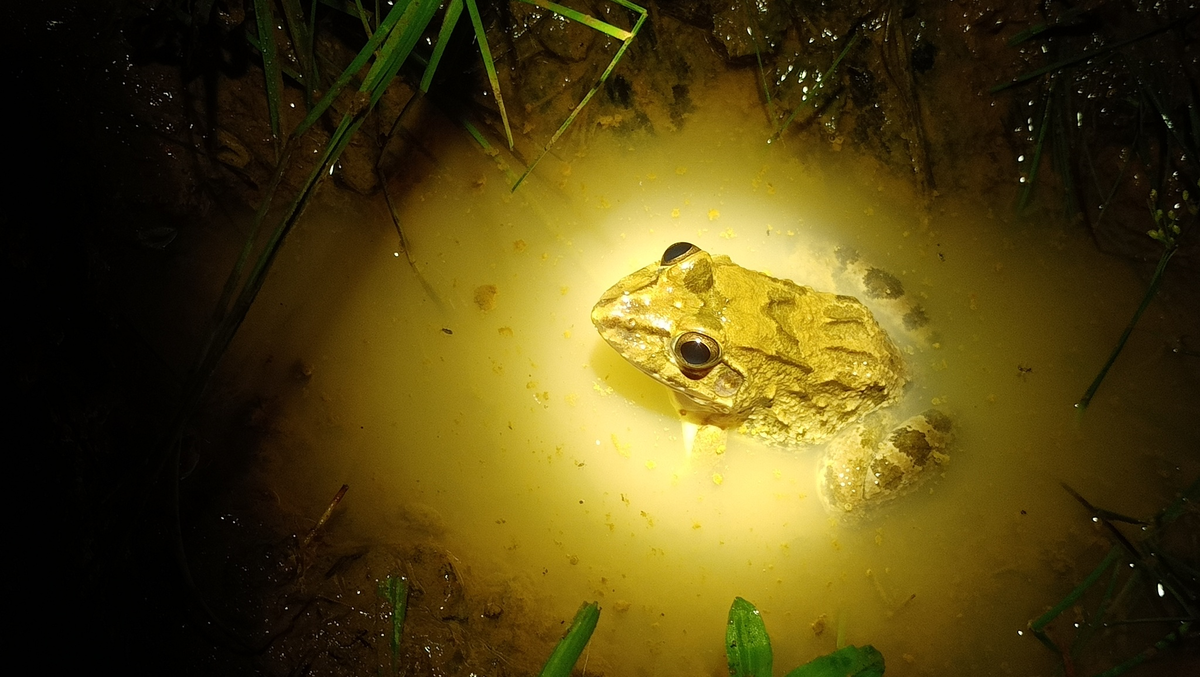 Лягушки в морской воде