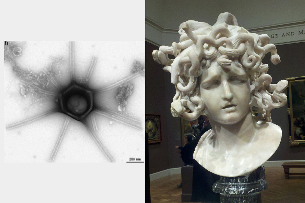     Фото: Blanchard et al./bioRxiv