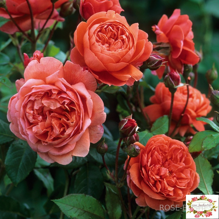 Саммер Сонг. Summer Song. (Англ.)