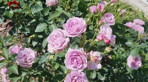 Сад непрерывного цветения 2023💐Самая красивая роза в этом сезоне!🌹Обзор теплицы.🍅