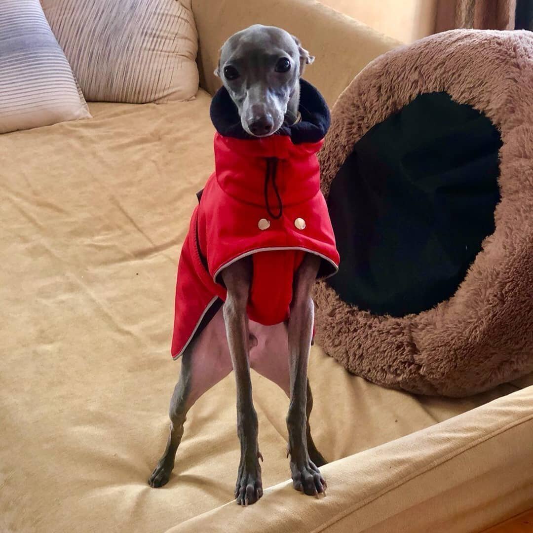 Левретка в попоне