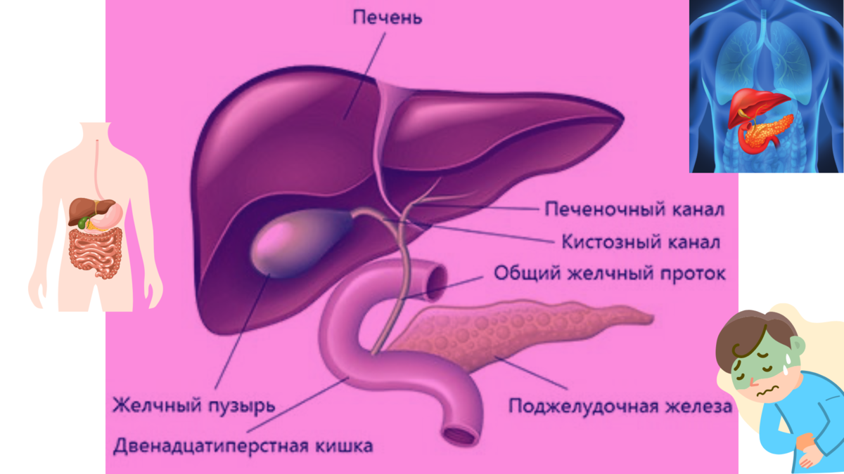 Панкреатит: симптомы, лечение и профилактика воспаления поджелудочной железы | Клиника «Наедине»