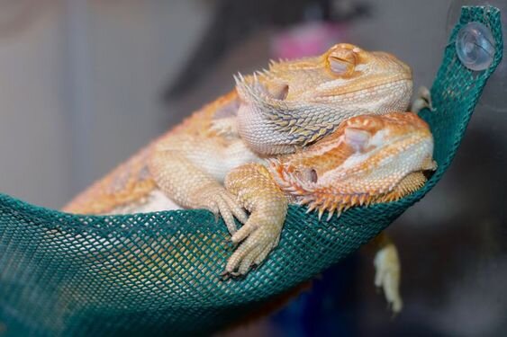 Pogona vitticeps