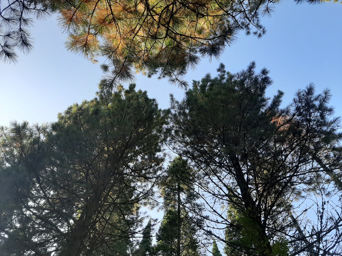 Кедры или сосна сибирская