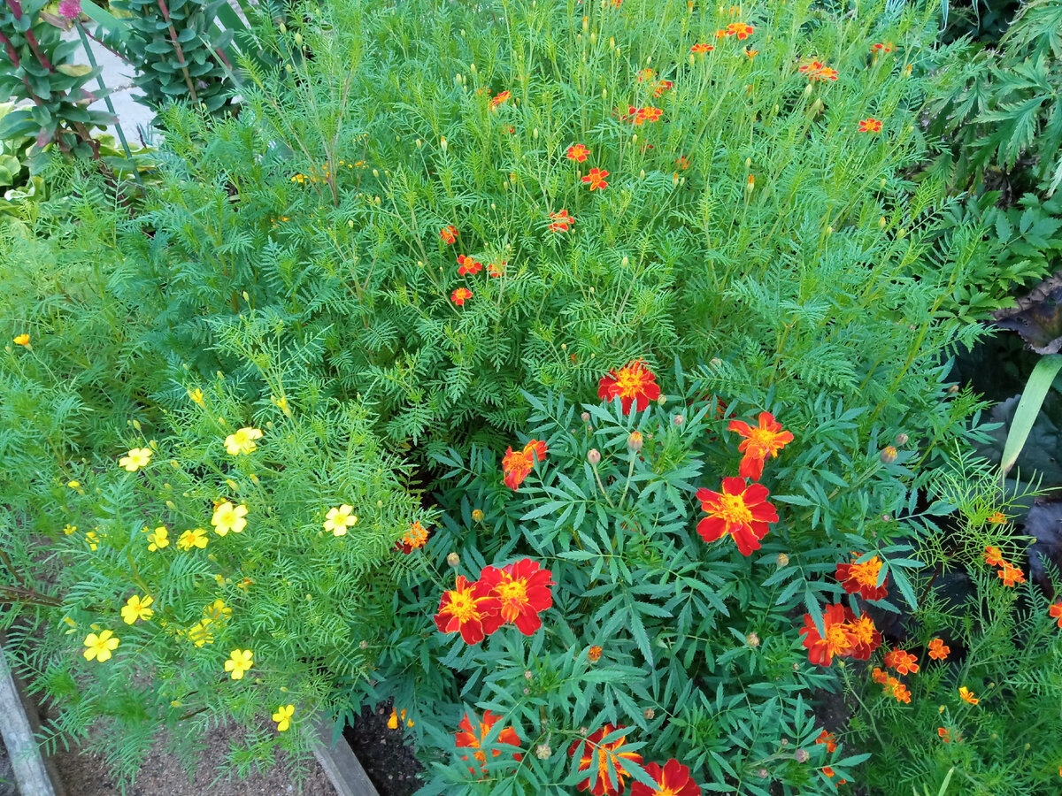 На переднем плане бархатцы отклонённые, за ними - бархатцы тонколистные. 