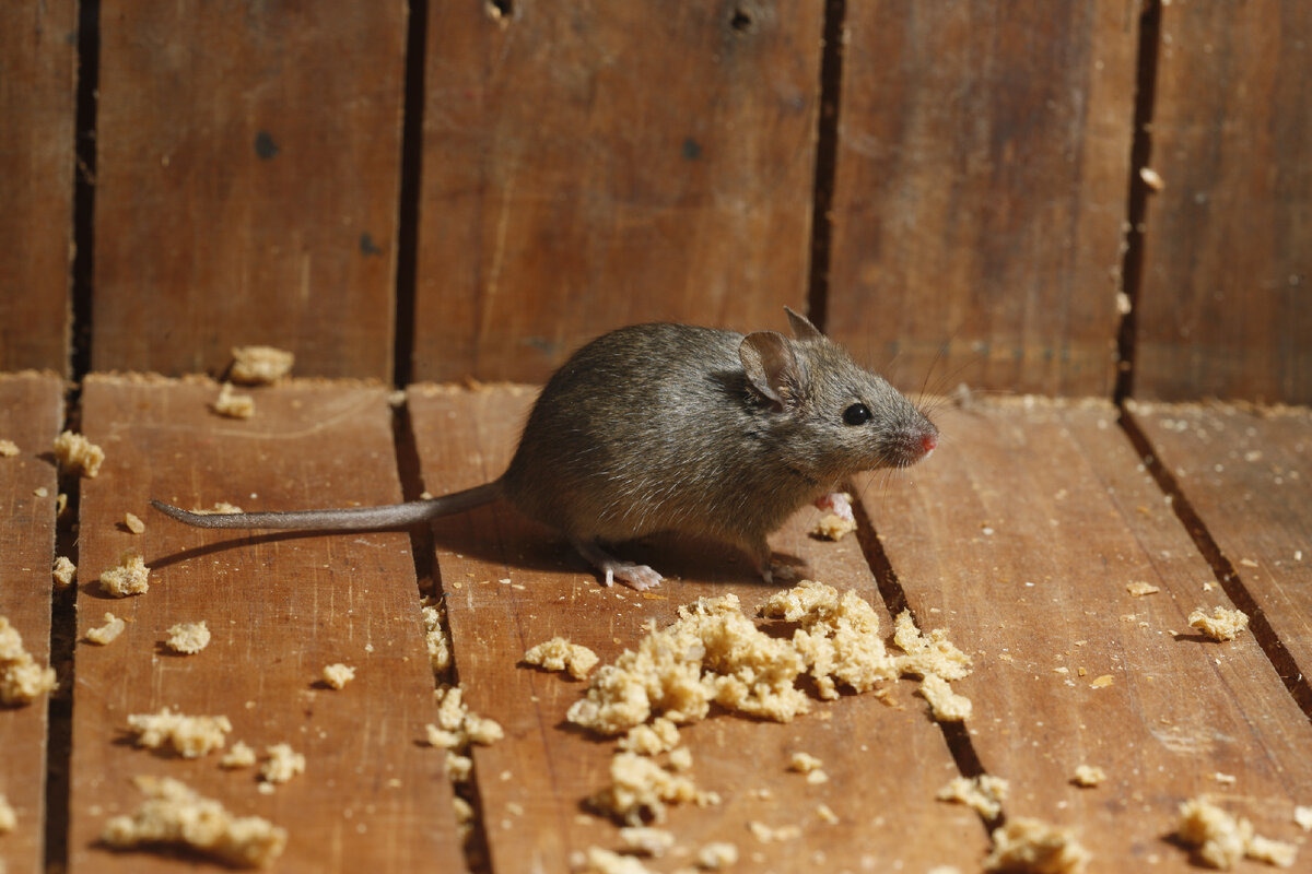 Какие опасные для человека болезни переносят мыши?