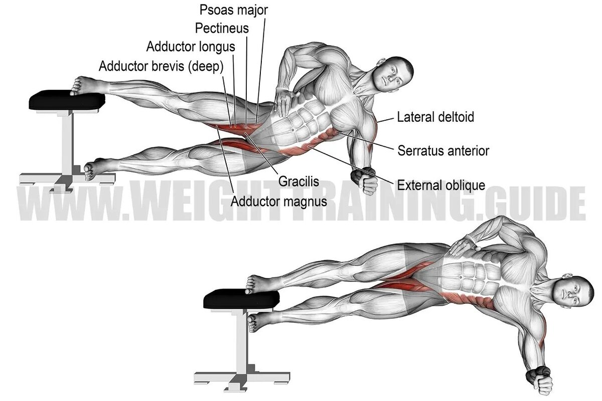 Adductor Magnus Longus Brevis