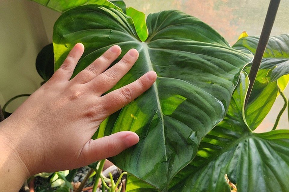    Этот филодендрон глориозум (или, если по-русски, славный) чуть не погиб после пересадки, но теперь начал активно наращивать листья, они уже крупные, но будут еще больше. Фото: Екатерина Ардашева