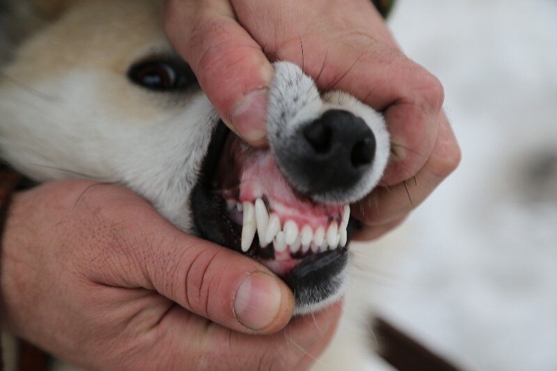 Ножницеобразный прикус