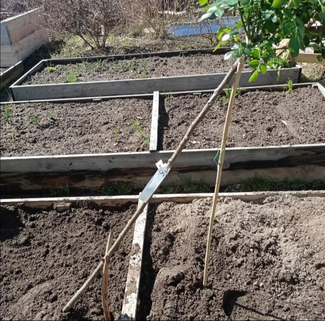 2020 год. В таком состоянии штамб после посадки в апреле живёт месяц. Прирастает. А потом притягивается . На лето - вертикально. На зиму - горизонтально.