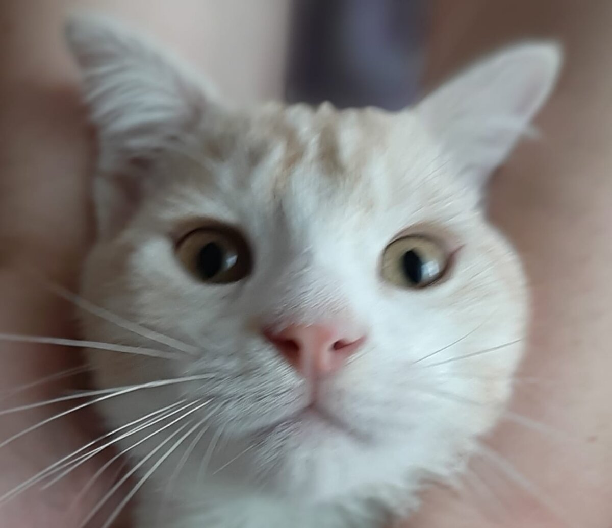 Это Рэй до болезни.