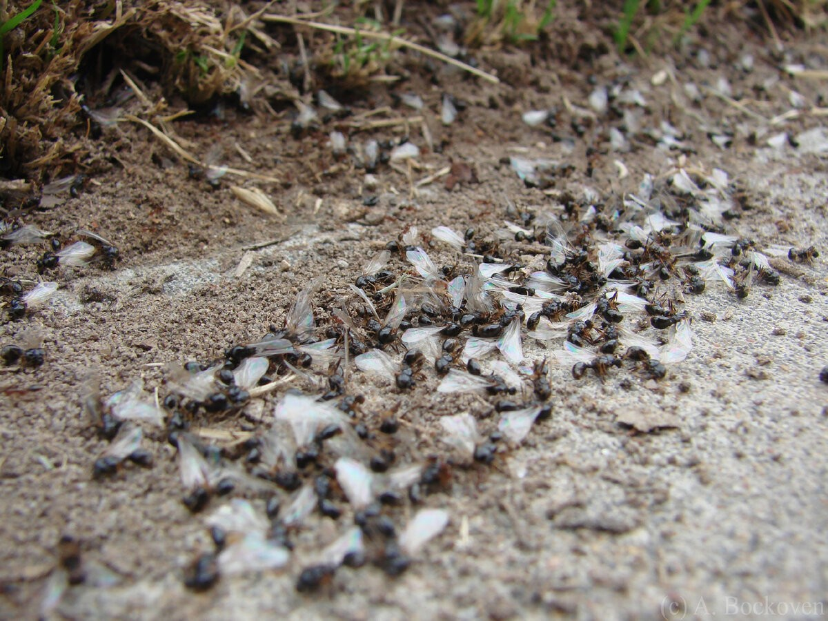 В небольшом муравейнике который. Нашествие крылатые муравьи. Муравьи жнецы гнездо. Крылатые муравьи. Гнездо муравьев.