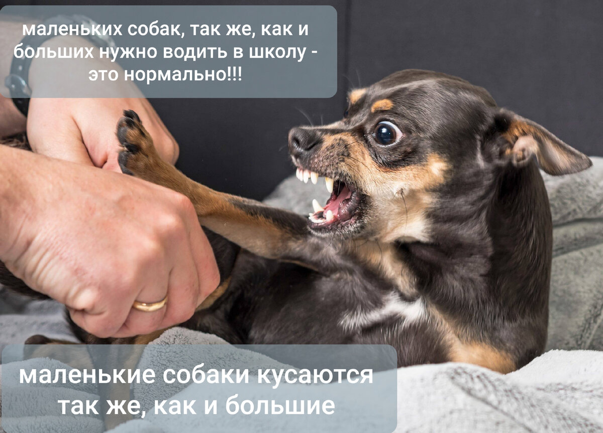 Лестница агрессии у собак. Агрессивное поведение собаки. Причины агрессии на животных. Типы агрессии у собак. Описание поведения собаки.