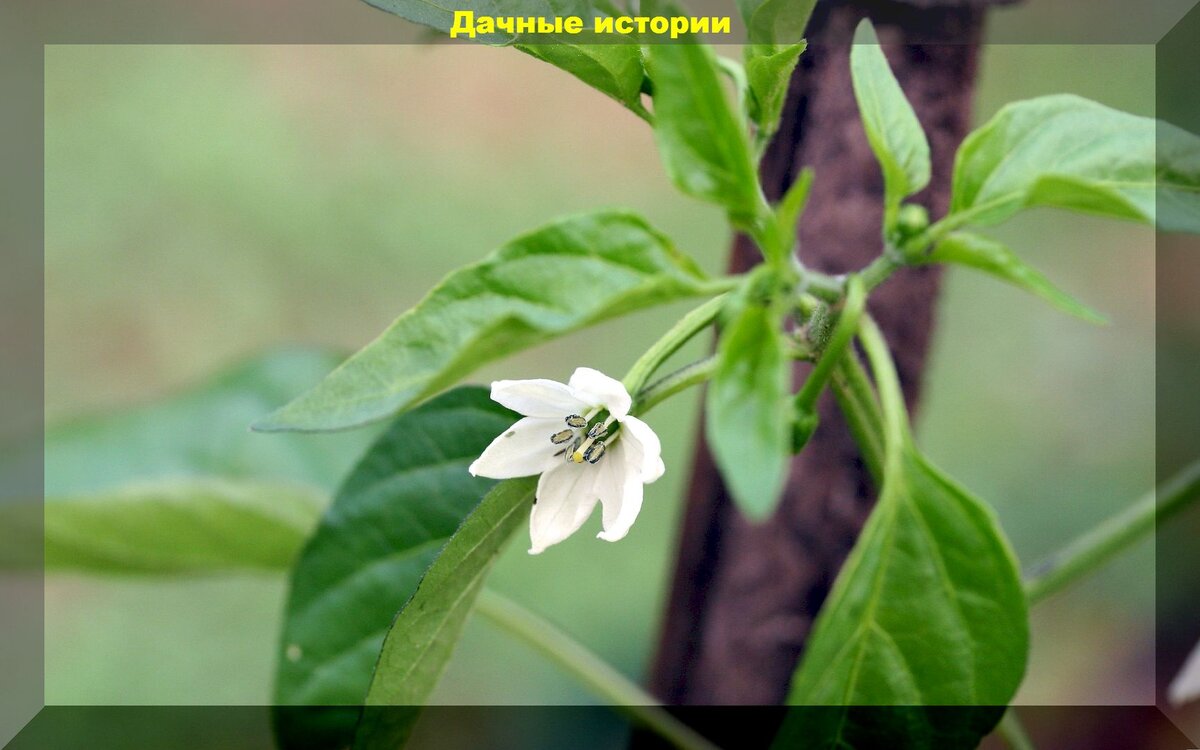 https://vk.com/photo-159774511_457261558. Коронный цветок у перца
