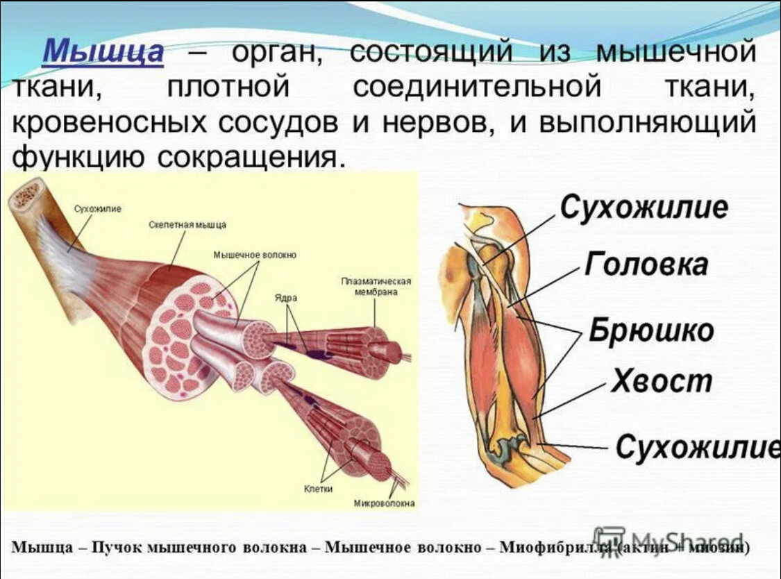 Мышцы система органов. Мышечная система скелетные мышцы строение функции. Строение и функции скелетных мышц схема. Строение скелетной мускулатуры схема. Строение скелетной мышцы 8 класс.