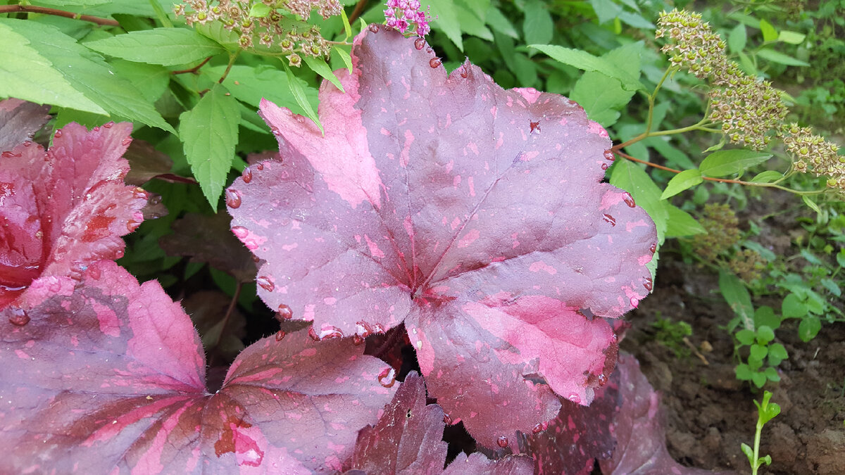 Heuchera Galaxy