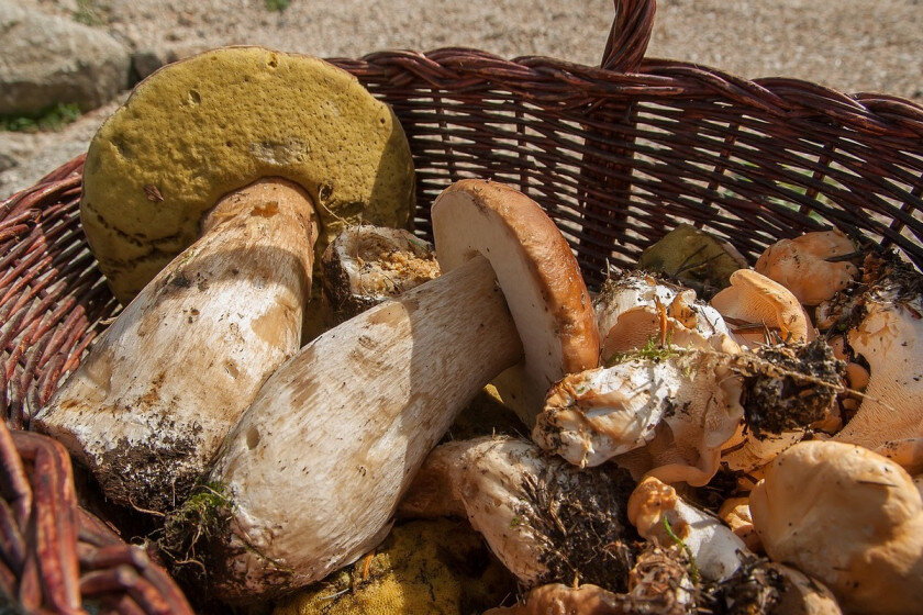    jacqueline macou, Pixabay