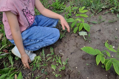    Высадка маньчжурского ореха в школьном лесничестве в Клину © Пресс-служба Комитета лесного хозяйства Московской области