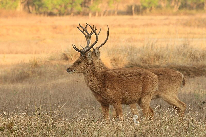 Заметки о животных дзен. Барасинга. Marsh Deer. Swamp Deer. Как олени привлекают самок.