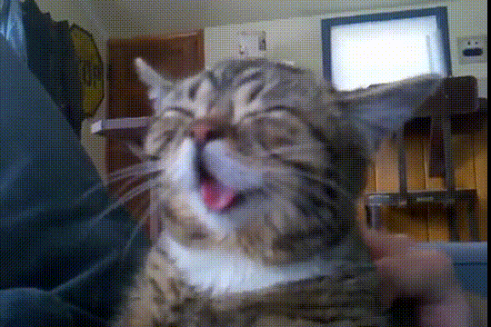 https://usagif.com/gif/happy-cat-5/