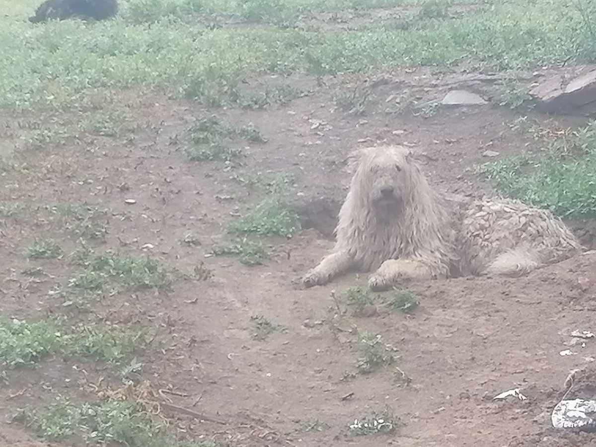 Дарима