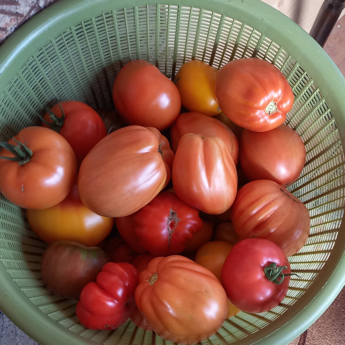 Ждут томатики переработки, а плита отключена. Это сегодняшний поход в теплицу, а есть и более поздние.