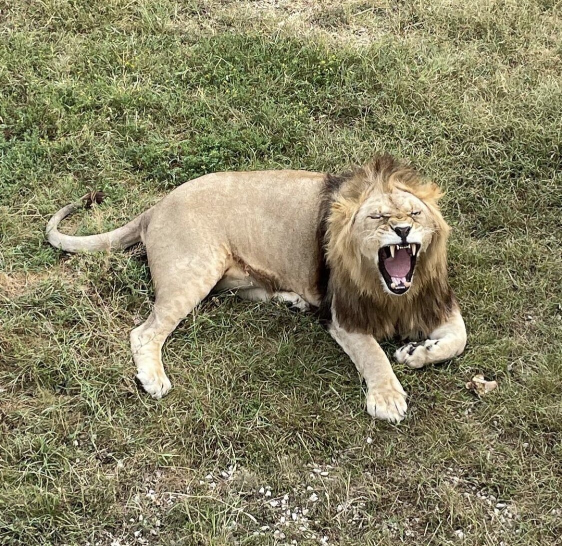 Зевота льва 