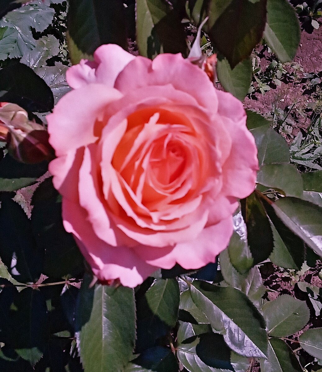 Моя любимая Роза. Фото автора канала.